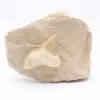 Dente di squalo fossile sulla matrice - 0