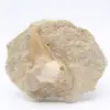 Dente sulla ganga dal Marocco - 0