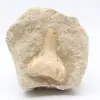 Dente fossile - 0