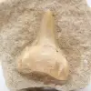 Dente fossile - 1