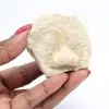 Dente fossile - 2