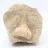 Dente fossile