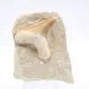 Dente di squalo Otodus - 0