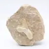 Dente di squalo Otodus - 0
