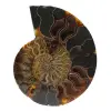 Ammonite naturale fossile - 0
