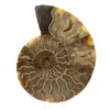 Ammonite segata lucida - 0