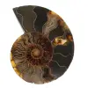 Ammonite del Madagascar - 0