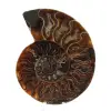Ammonite un pezzo - 0