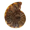 Ammonite fossilizzata lucida - 0