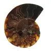Fossile di ammonite lucidato - 0