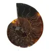 Ammonite naturale fossile - 0