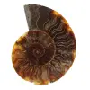 Ammonite fossilizzata lucida - 0