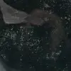 Diaspro verde da collezione - 9