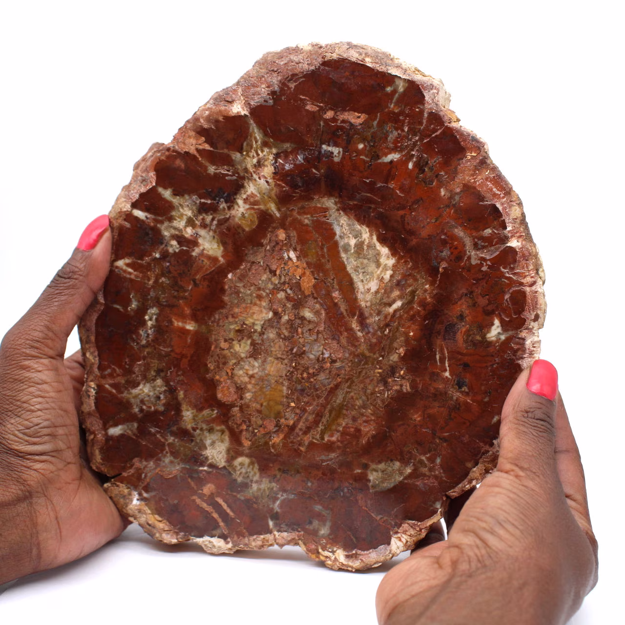 Fetta di legno fossile naturale