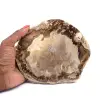 Legno fossile - 0