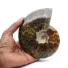 Ammonite intera lucidata - 0