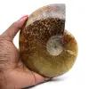 Ammonite intera - 0
