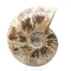 Ammonite fossilizzata intera - 2