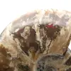 Ammonite fossilizzata intera - 4