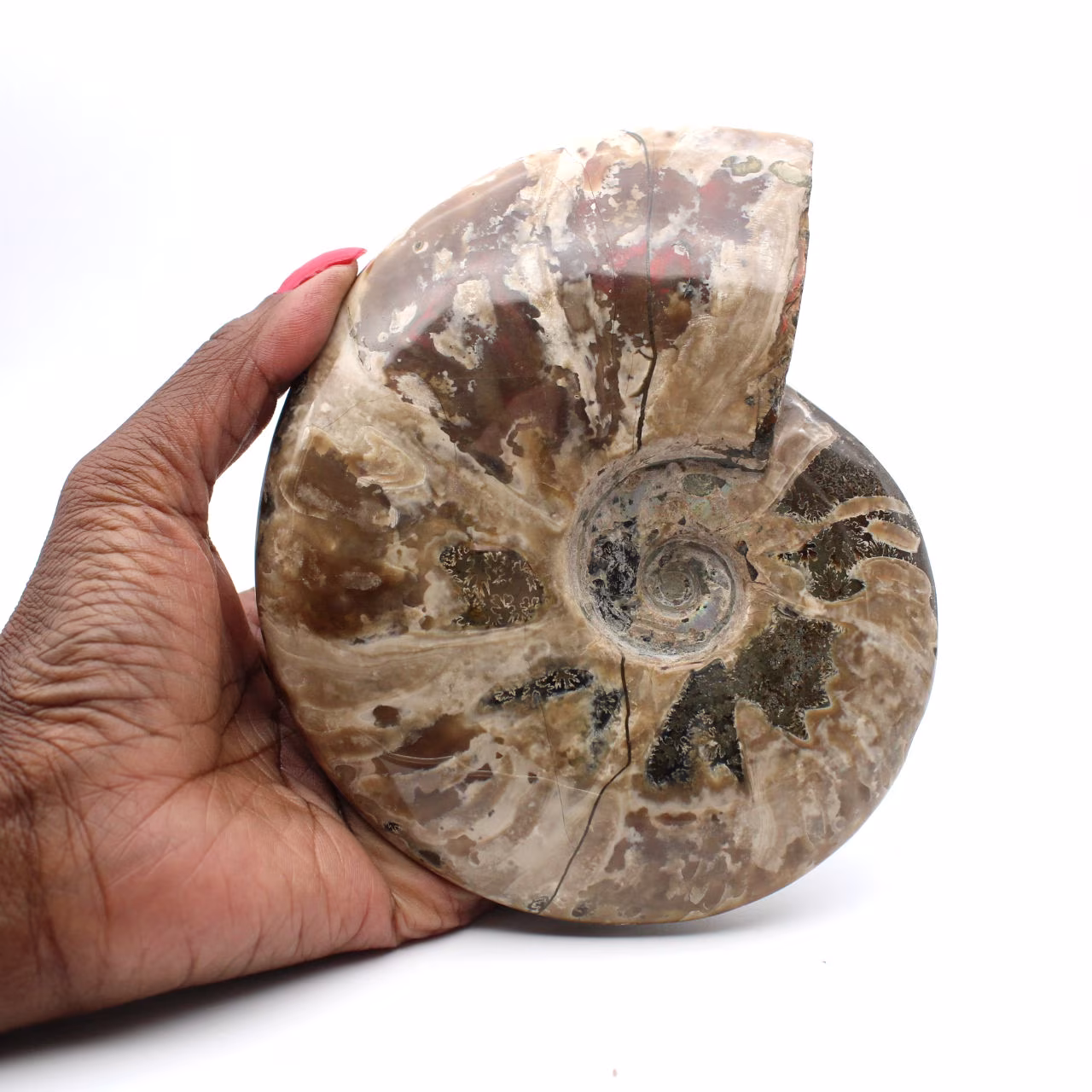 Ammonite fossilizzata intera