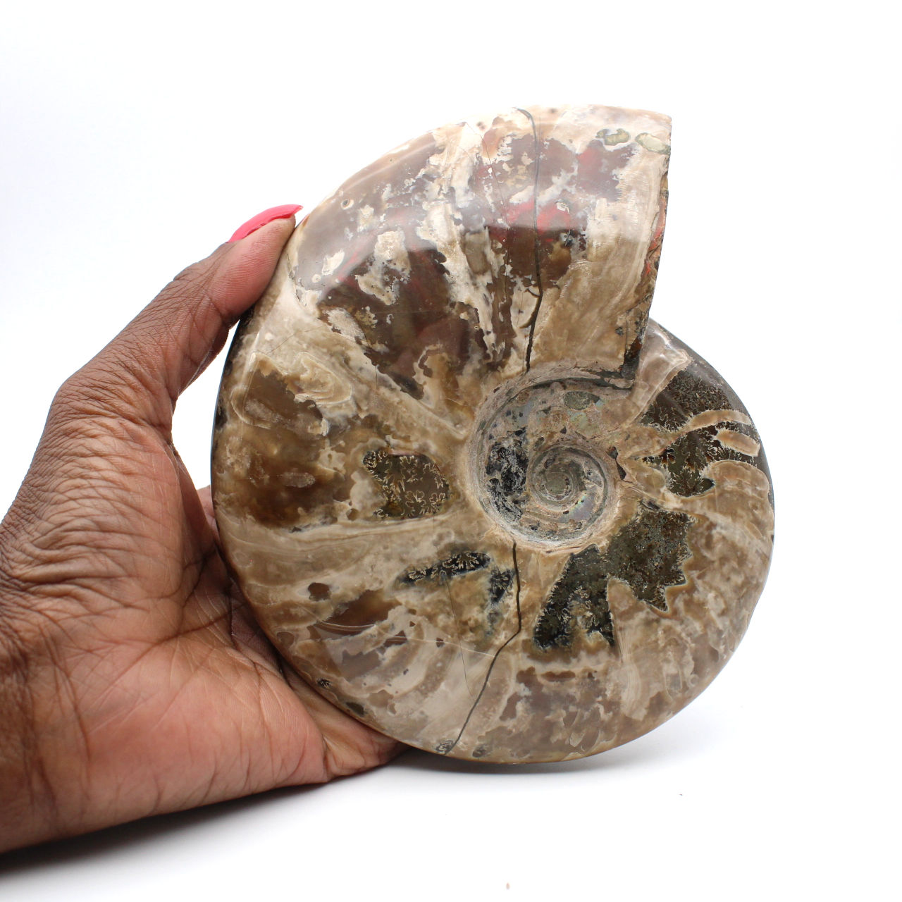 Fossili Di Ammonite Naturali Del Madagascar - 2 Pezzi Da 4cm Per Collezionismo E Didattica