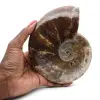 Ammonite intera naturale fossile - 0