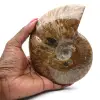 Fossile intero di ammonite lucidato - 0