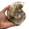 Ammonite intera lucidata del Madagascar - 0