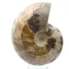 Ammonite fossile intera del Madagascar - 1