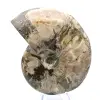 Ammonite fossile intera del Madagascar - 2