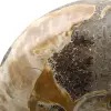 Ammonite fossile intera del Madagascar - 4