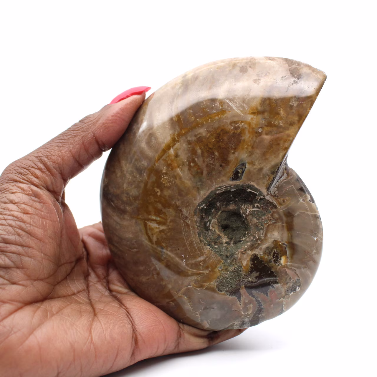 Ammonite fossile intera lucidata del Madagascar