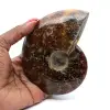 Ammonite naturale lucida del Madagascar - 0