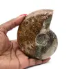 Fossile di ammonite naturale lucidato - 0