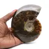 Ammonite fossilizzata lucida - 0