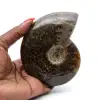 Ammonite naturale fossile - 0