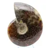 Ammonite naturale fossile - 1