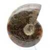 Ammonite naturale fossile - 2