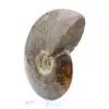 Ammonite naturale fossile - 3