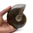 Ammonite naturale fossile
