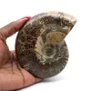 Fossile di ammonite lucidato - 0