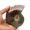 Ammonite naturale lucida intera proveniente dal Madagascar - 0