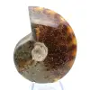 Ammonite naturale lucida intera proveniente dal Madagascar - 1