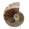 Ammonite naturale lucida intera proveniente dal Madagascar - 2