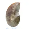 Ammonite naturale lucida intera proveniente dal Madagascar - 3