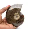 Fossile naturale intero lucidato di ammonite - 0