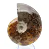 Ammonite intera dal Madagascar - 1