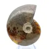 Ammonite intera dal Madagascar - 2