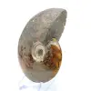Ammonite intera dal Madagascar - 3