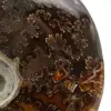 Ammonite intera dal Madagascar - 4